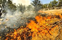 نابودی ۱۲۱ هکتار از مراتع و جنگل بهمئی بر اثر آتش سوزی