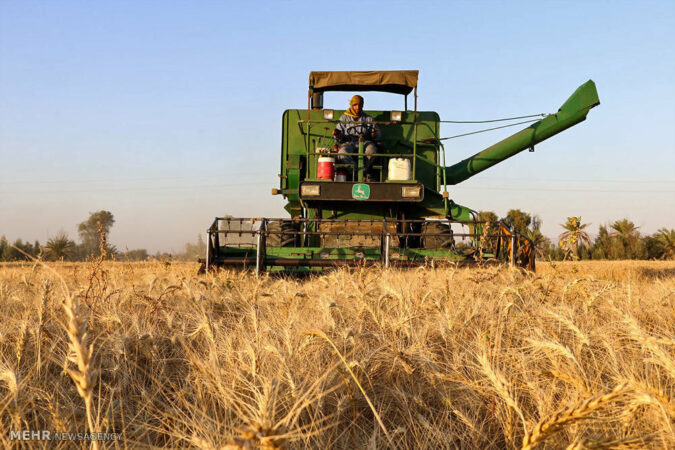 خرید بیش از ۴۴۱ هزار تن گندم و کلزا از کشاورزان خوزستانی